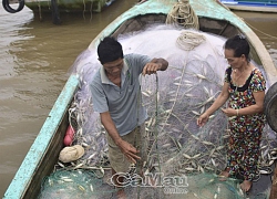 Cà Mau: Chênh vênh cửa biển với nghề đăng bắt loài cá đối ngon