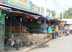 Dịch cúm H5N1: Xóa sổ "thiên đường động vật hoang dã" ở Long An