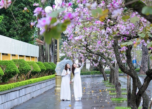 Hà Nội mùa hoa ban