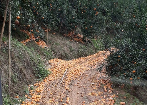 Hàng tấn cam Hà Giang lót đường cho xe chạy, cư dân mạng chung tay kêu gọi giải cứu