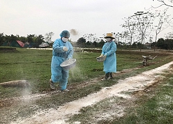 Tiêu hủy, chặn đứng ngay dịch cúm gia cầm H5N6