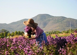 Vườn thạch thảo tím ở Bà Rịa ngỡ như cánh đồng hoa lavender ở Pháp