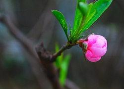 Đầu xuân ngồi nhớ...