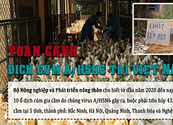 Infographics - Dịch cúm gia cầm A/H5N6 xuất hiện tại 5 tỉnh, thành phố của Việt Nam