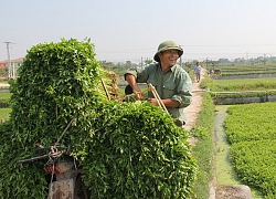 Làng trồng rau cần bán đắt, nhổ 10 tấn có người cất ngay bờ ruộng