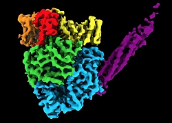 Mô hình 3D cấu trúc nguyên tử của nhóm virus gây bệnh truyền nhiễm