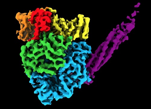 Mô hình 3D cấu trúc nguyên tử của nhóm virus gây bệnh truyền nhiễm