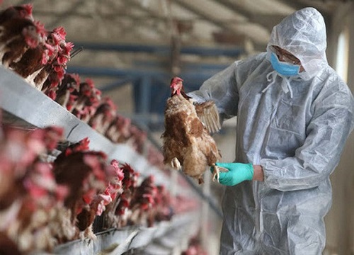 Ngăn chặn tin giả về dịch cúm A (H5N1)