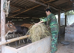 Trồng cỏ nuôi đàn bò 20 con, anh Phỏng "tích tiểu thành đại"