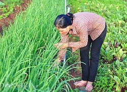 Trồng rau "kiểu lạ", bắt sâu bằng tay, người Churu bán đắt