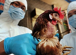 Virus H5N6 lây từ gia cầm sang người