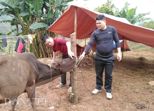 Yên Bái: Xuất hiện dịch lở mồm long móng, cấp tốc khử trùng