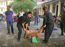 &#8220;Bà trùm&#8221; xinh đẹp của đường dây trộm chó lãnh 30 tháng tù