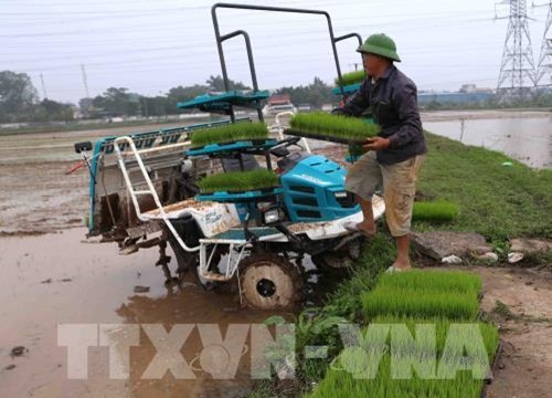 Còn khoảng 4.500 ha chưa đủ nước để gieo cấy vụ Đông Xuân