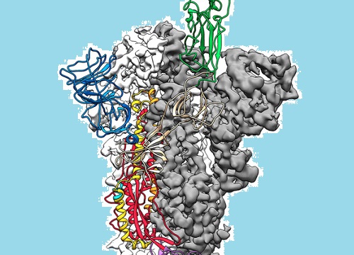 Đột phá nghiên cứu corona: lập bản đồ cấu trúc phân tử 3D virus