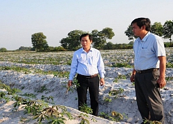 Hàng trăm ha sắn ở Thừa Thiên - Huế nhiễm bệnh khảm lá