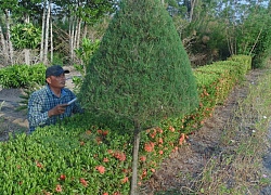 Phú Thọ: Một phụ nữ tự trồng 3km đường hoa ai cũng trầm trồ