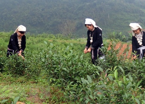 Tuyên Quang: Phát triển thương hiệu chè Shan tuyết ở huyện Na Hang