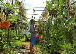 Vườn lan rừng ở đất sen hồng Đồng Tháp, có nhiều loài lan quý hiếm