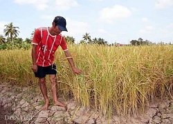 Báo động hạn hán, sụt lún, Cà Mau mời bộ ngành "hiến kế" ứng phó