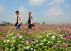 Chiêm ngưỡng cánh đồng hoa đẹp như tranh ở An Giang