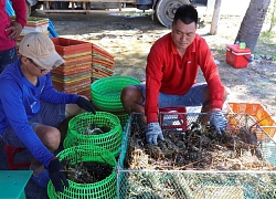 'Giải cứu tôm hùm Phú Yên giá 200.000 đồng/kg là tin thất thiệt'