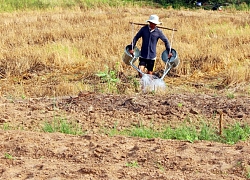 Hàng ngàn héc-ta cây trồng tại Trung Bộ, Tây Nguyên bị thiếu nước