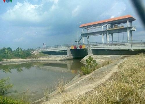 Hàng trăm ha lúa ở Kiên Giang bị ảnh hưởng bởi hạn mặn