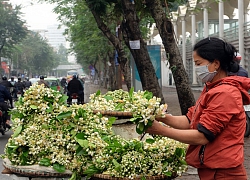 Kiếm bạc triệu nhờ bán hoa theo lạng trên phố Hà Nội