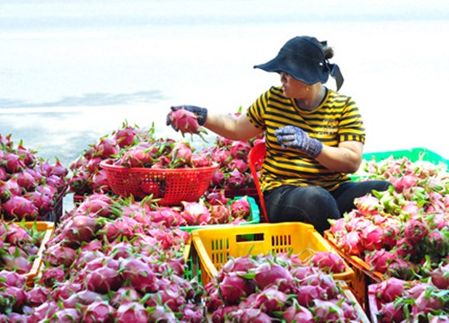 Rau củ, thủy sản xuất sang Trung Quốc vẫn "mắc cạn"