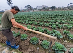 Rau xanh tăng giá, thương lái tranh mua