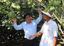 Vì sao hàng trăm gốc bưởi của lão nông Tiền Giang vẫn xanh tươi, trĩu quả giữa hạn mặn?