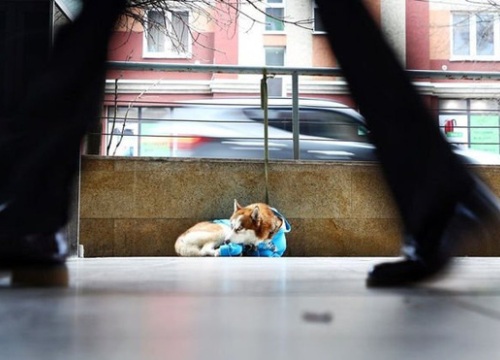 Câu chuyện về 'Hachiko của nước Nga': Chú chó Husky mặc tấm áo xanh, ngày ngày nằm ngoài vỉa hè giá rét chờ chủ đi làm về