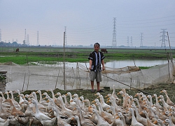 Giá gia cầm hôm nay 26/2: "Chúng tôi chưa cần giải cứu gà, vịt"