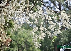 Hà Nội mùa hoa sưa nở trắng trời