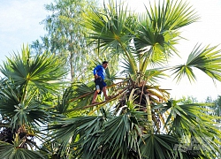 Nghề lạ ở An Giang: Thuê cây trèo lấy nước mỗi ngày