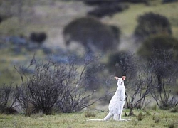 Phát hiện kangaroo màu trắng hiếm có ở Nam Úc