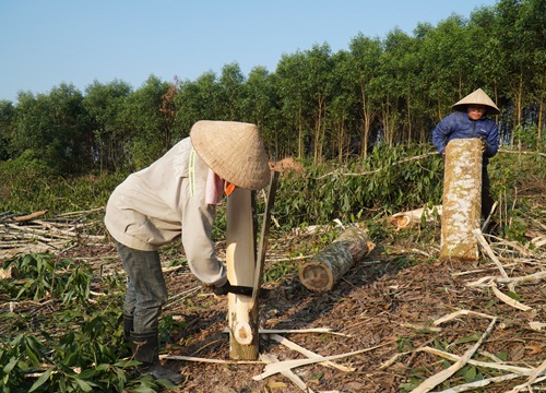 Quần quật chặt cưa, khuân vác gỗ cả ngày chỉ được 150.000 đồng