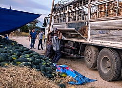 Thanh niên Bình Định hỗ trợ tiêu thụ 200 tấn dưa hấu, giá 3.000 đ/kg