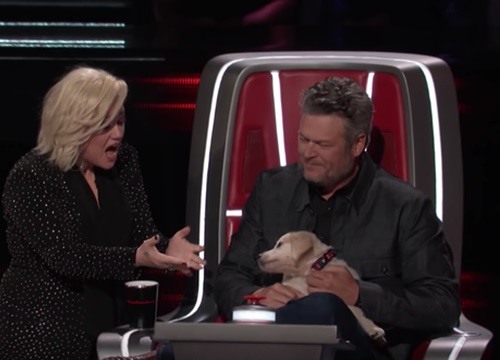 The Voice US: Blake Shelton đưa một chú cún cực yêu ra "đối đầu" với Nick Jonas