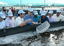 Vi phạm gia tăng, siết chặt quản lý giống thủy sản