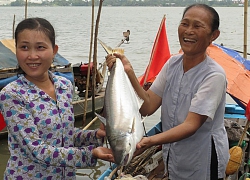 Mùa cá bông lau "chán ốm", nửa tháng ngoài sông chỉ bắt được 1 con