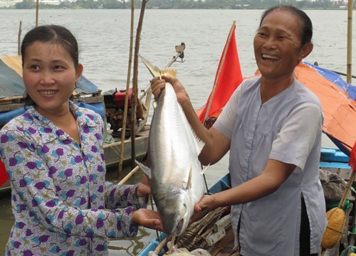 Mùa cá bông lau "chán ốm", nửa tháng ngoài sông chỉ bắt được 1 con