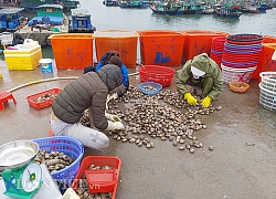 Hàng nghìn tấn ngao còn dưới biển, dân Vân Đồn như "ngồi trên lửa"