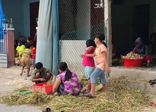 Lý Sơn: Mùa "vàng trắng" đã về