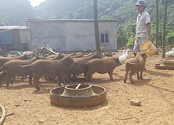 Nuôi thứ lợn rừng ăn khỏe, đi chơi khỏe, lão nông thủ đô có tiền to