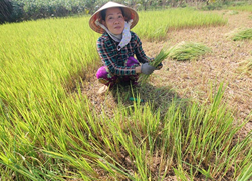 "Xé rào" trồng lúa, trắng tay vì hạn mặn, đau lòng cắt bỏ cho bò ăn