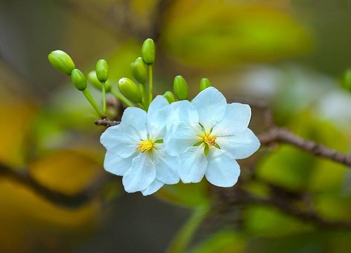 Chỉ khái hoa liệu pháp