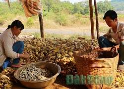 Chuối hột rừng