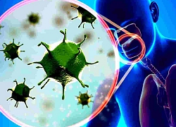 Cơ thể phản ứng như thế nào khi nhiễm virus corona?